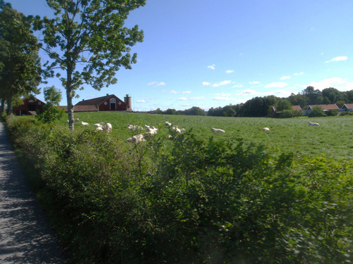 Pastoral Scene.